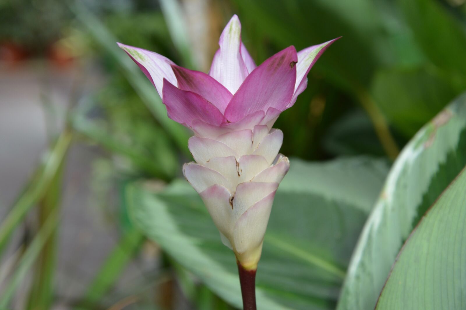 Nikon D5200 sample photo. Flower, calath a bicajoux photography