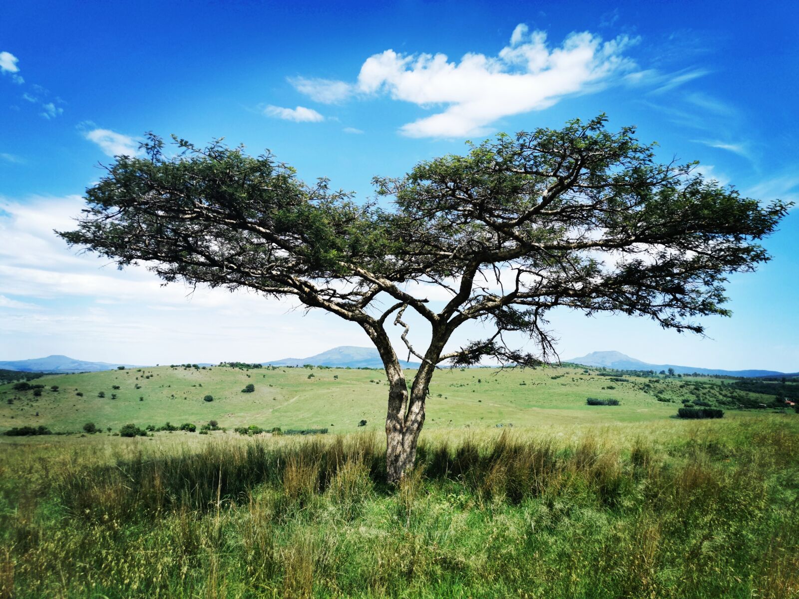HUAWEI P30 sample photo. Tree, green, blue photography