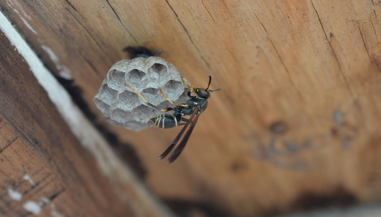 Nikon D3100 sample photo. Insect, wasp, animal photography
