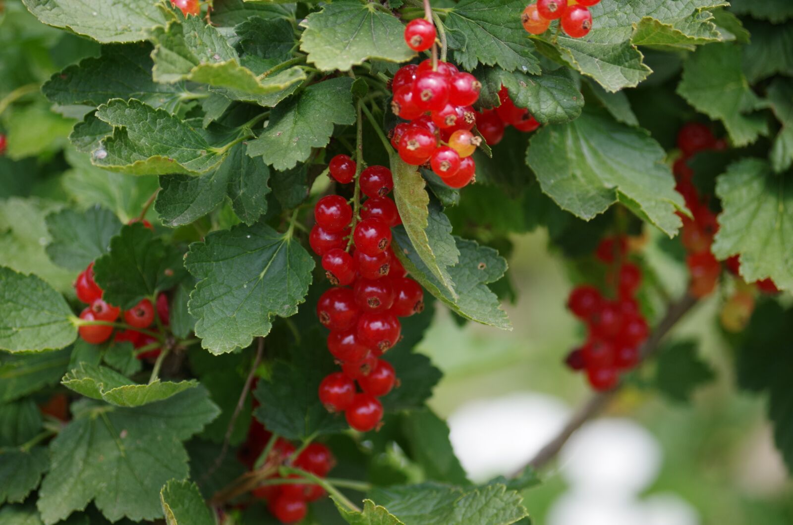 Pentax K-500 sample photo. Red, currant, fruit photography