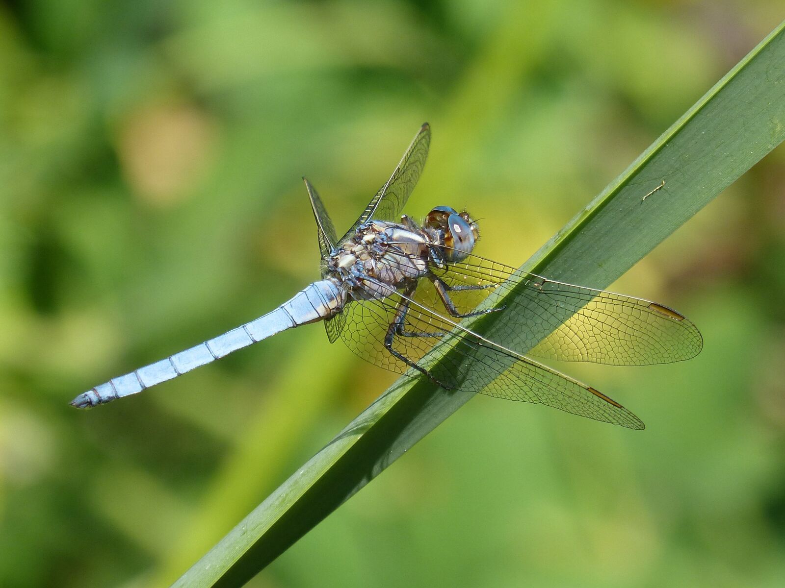 Panasonic DMC-FZ62 sample photo. Blue dragonfly, detail, beauty photography