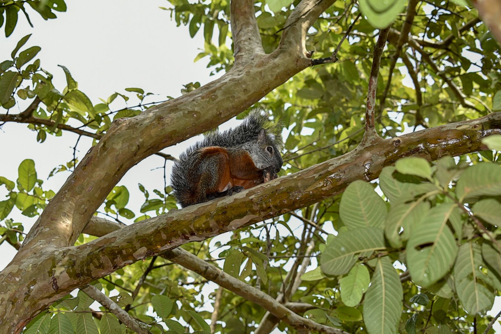 Nikon D3400 sample photo. Squirrel, rodent, nature photography