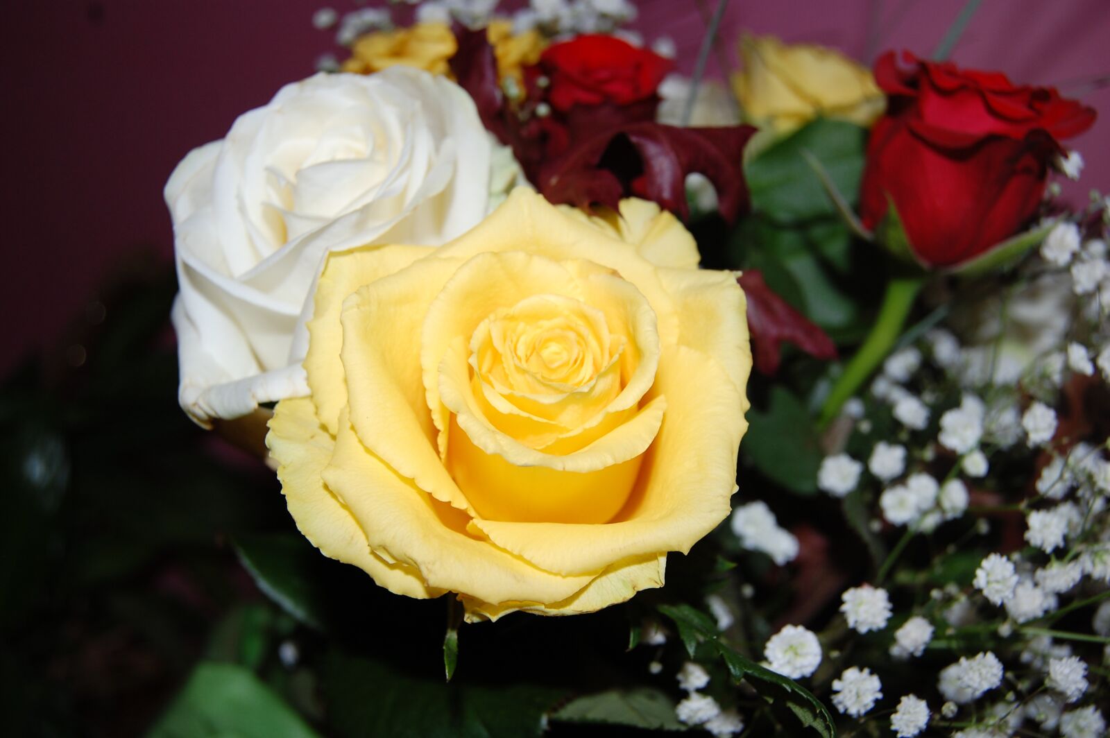Nikon D40 sample photo. Roses, white, yellow photography