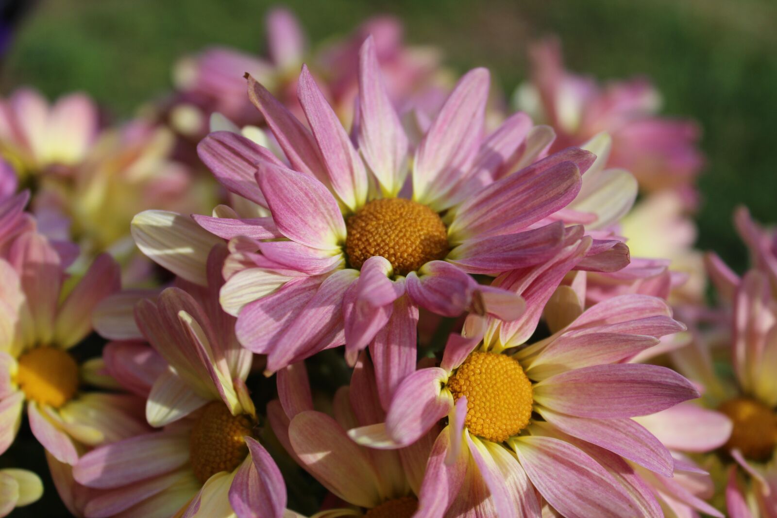 Canon EOS 1300D (EOS Rebel T6 / EOS Kiss X80) sample photo. Flowers, pink, yellow photography