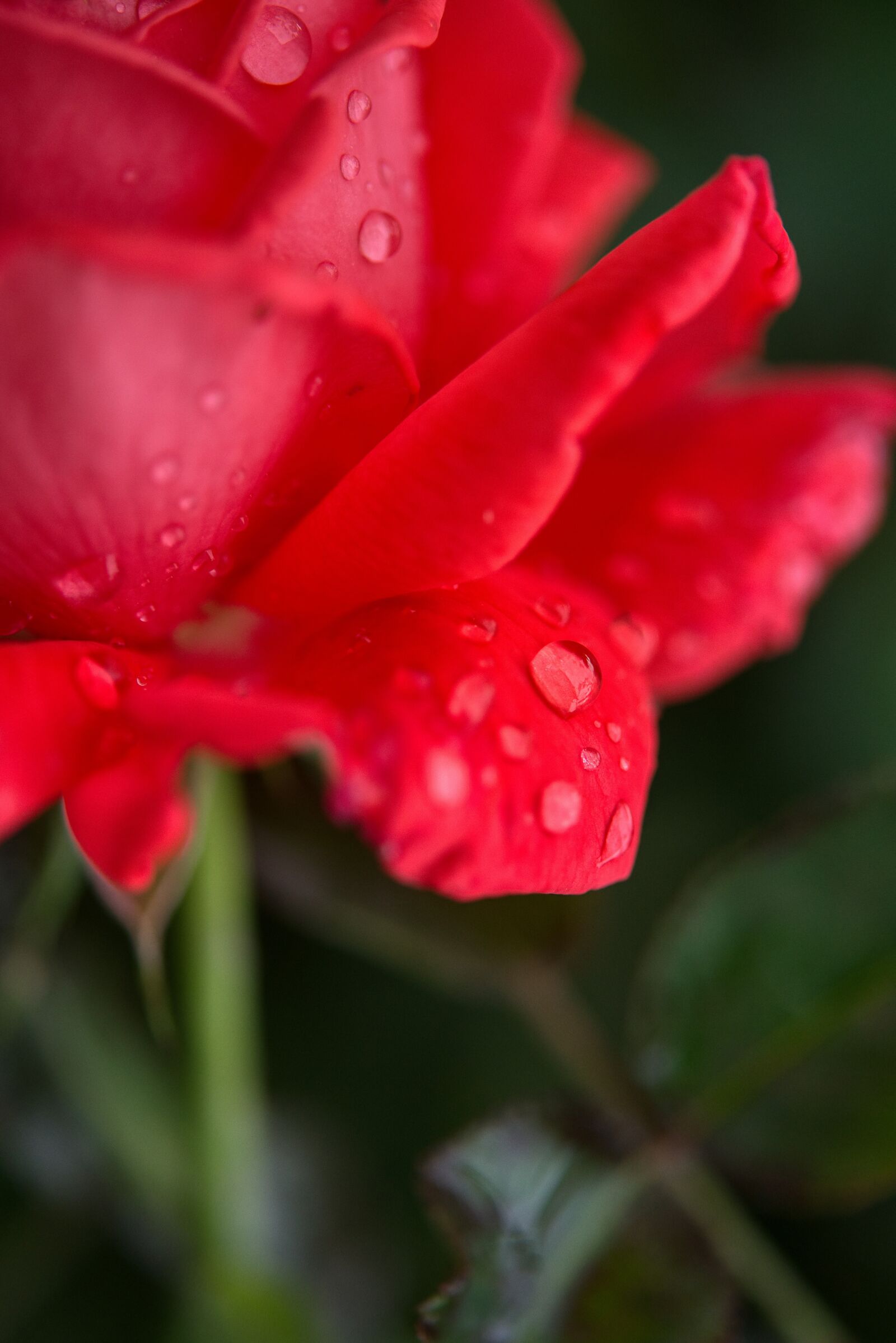 Nikon D750 sample photo. Rose, red, flower photography