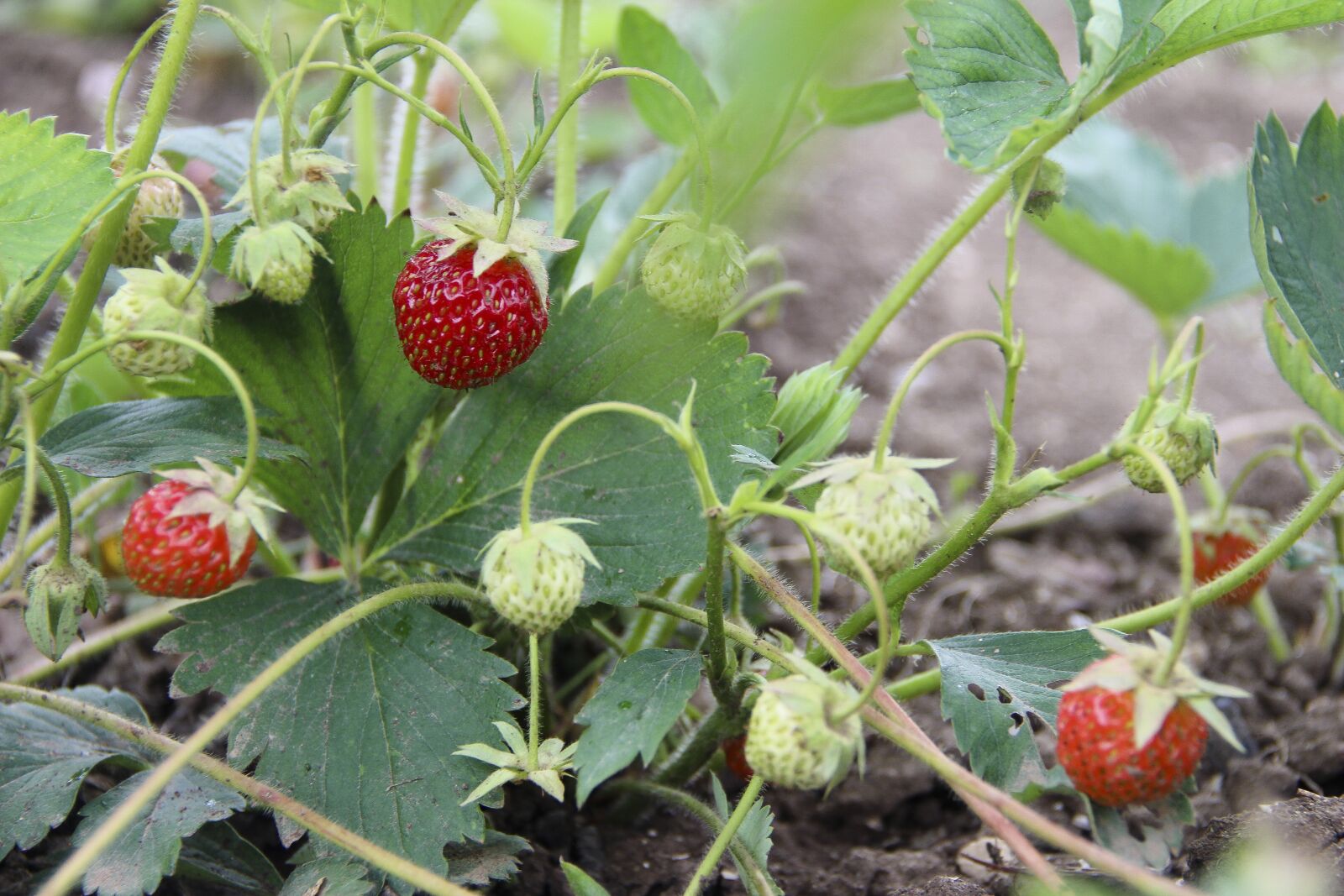 Canon EOS 650D (EOS Rebel T4i / EOS Kiss X6i) + Canon EF-S 18-135mm F3.5-5.6 IS sample photo. Berry, strawberry, nutrition photography