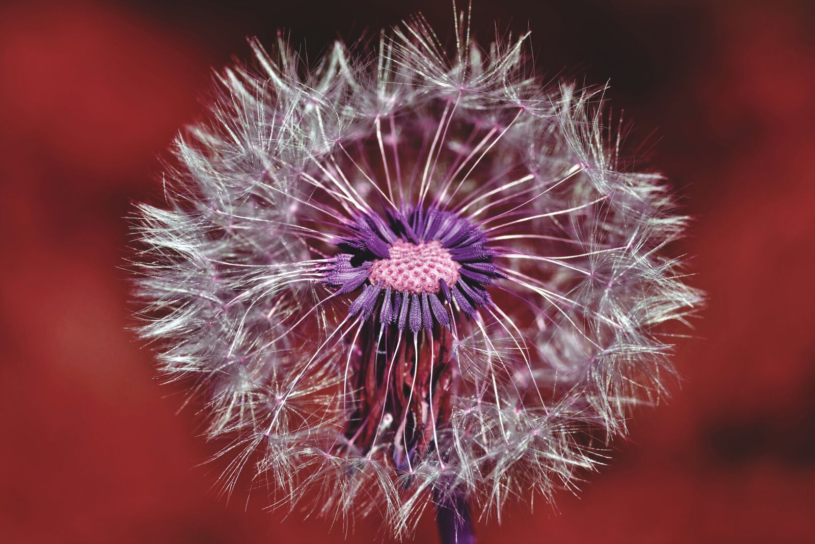 Nikon D7200 sample photo. Dandelion, seeds, plant photography