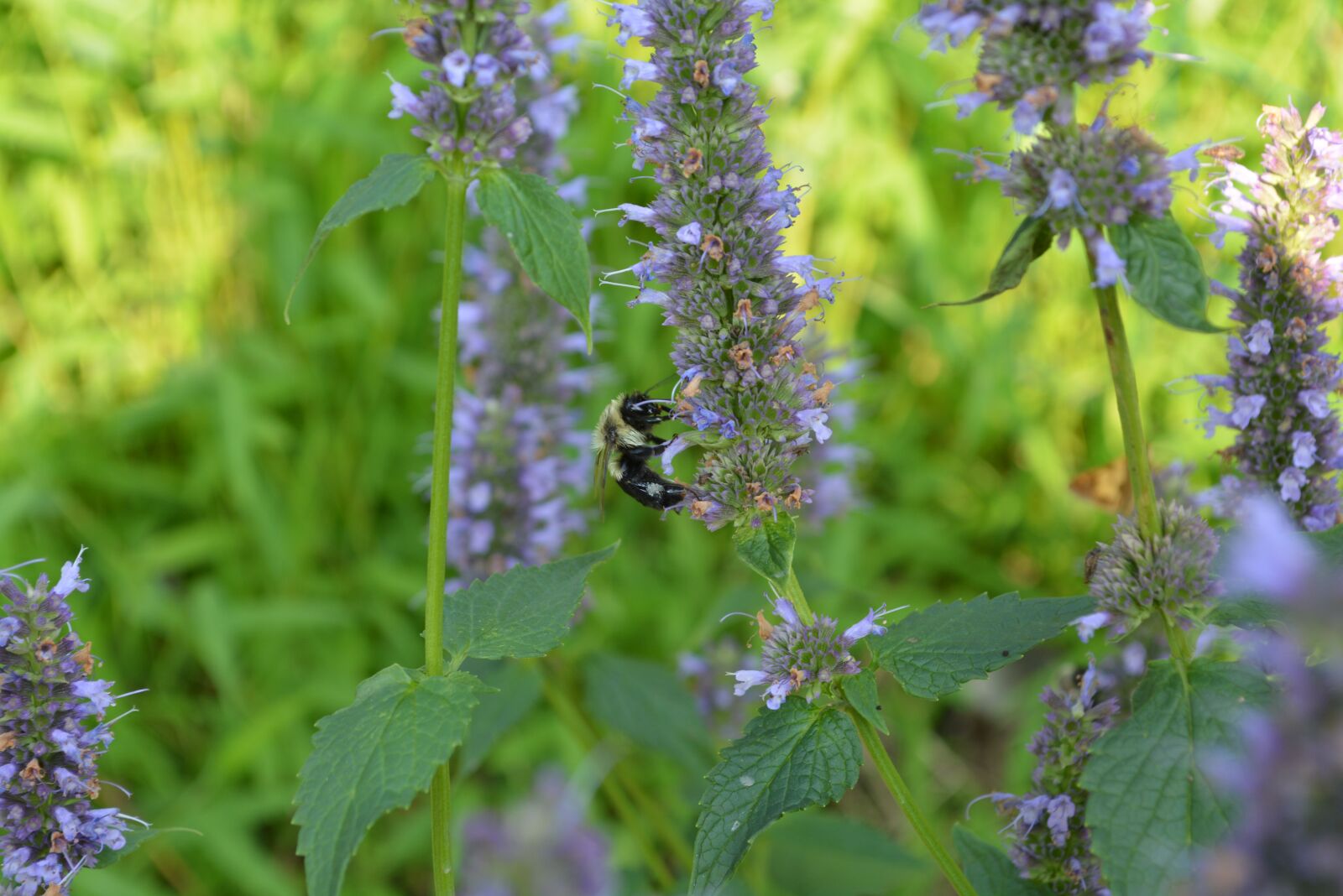 Nikon D5200 sample photo. Bee, nature, flower photography