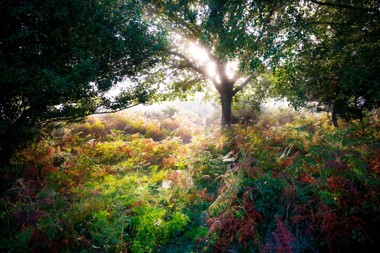 Nikon D800 sample photo. Forest, autumn, nature photography