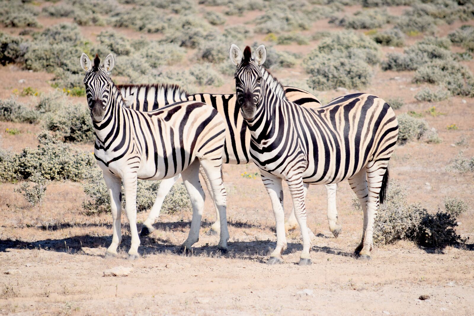 Nikon D5300 sample photo. Zebra, looking, etosha photography