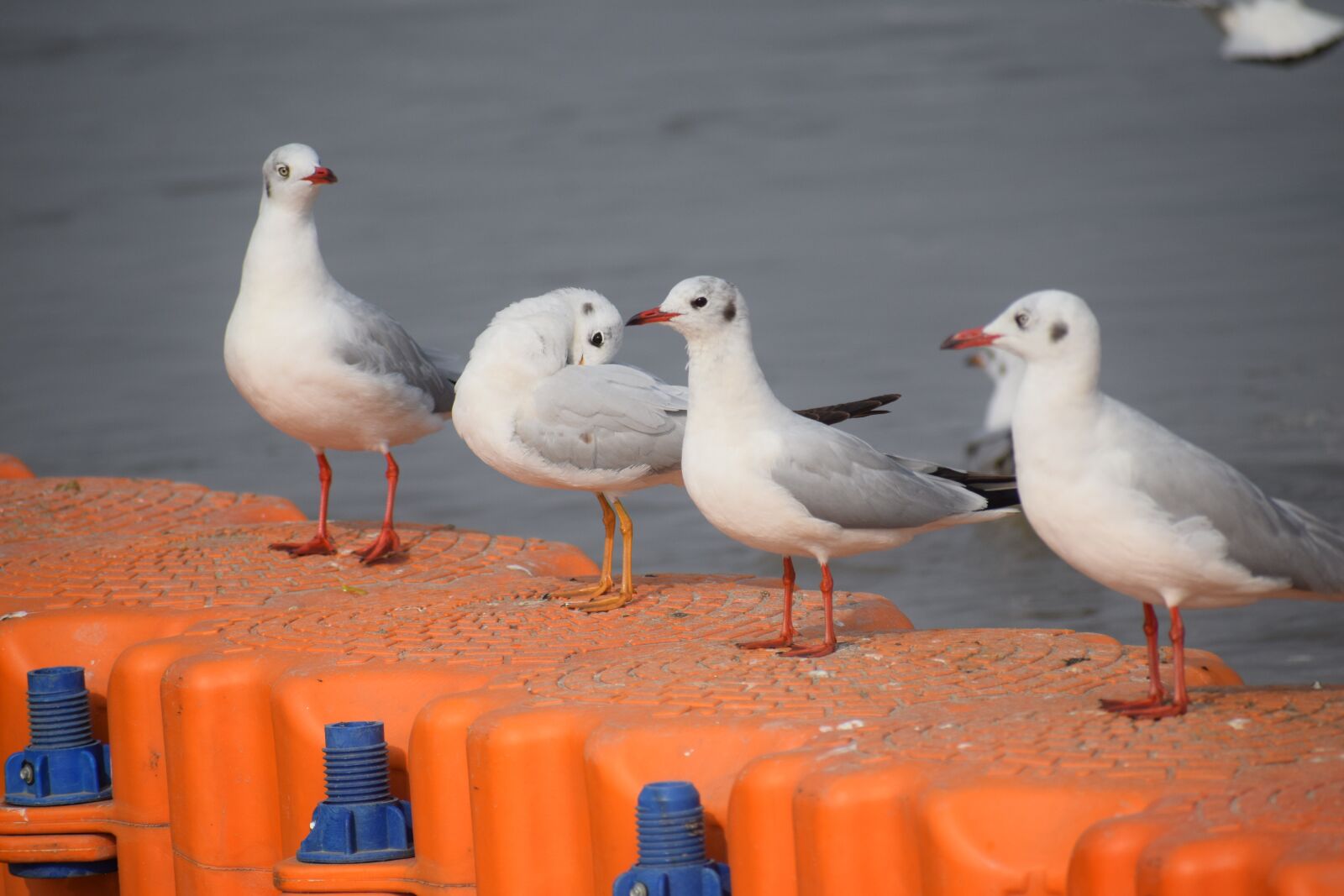 Nikon D3300 sample photo. Seagulls, birds, sea photography