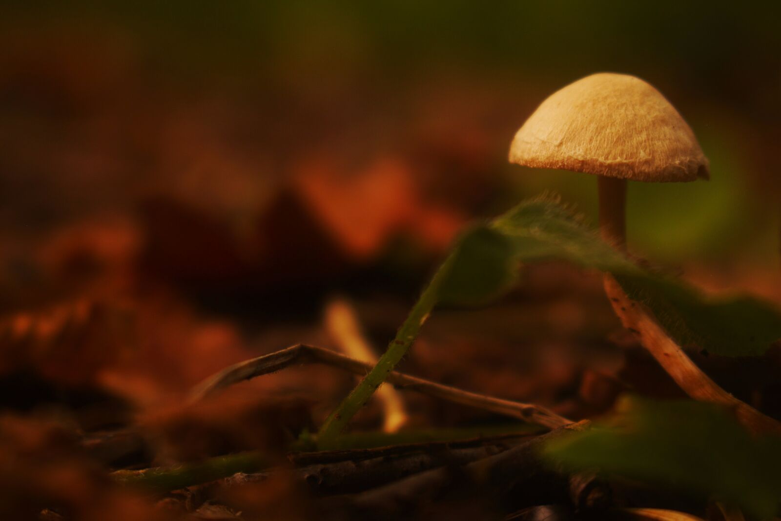 Canon EOS 700D (EOS Rebel T5i / EOS Kiss X7i) sample photo. Fungus, autumn, mushrooms photography