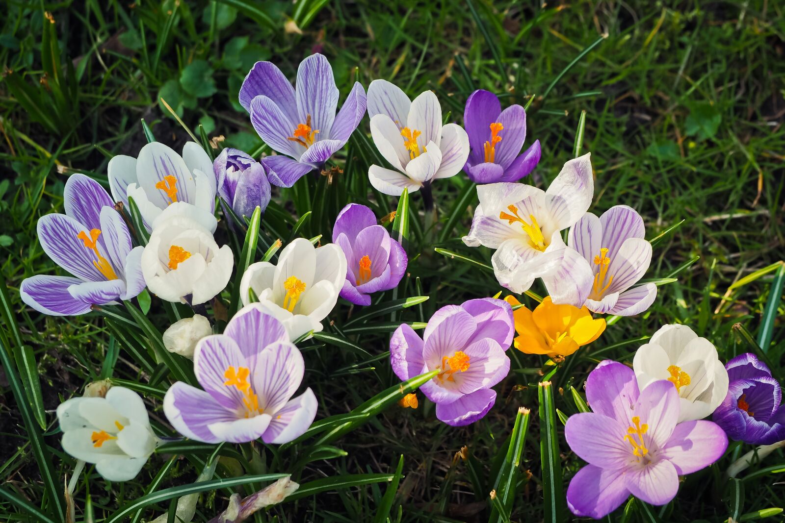 Olympus OM-D E-M10 sample photo. Nature, plant, flower photography