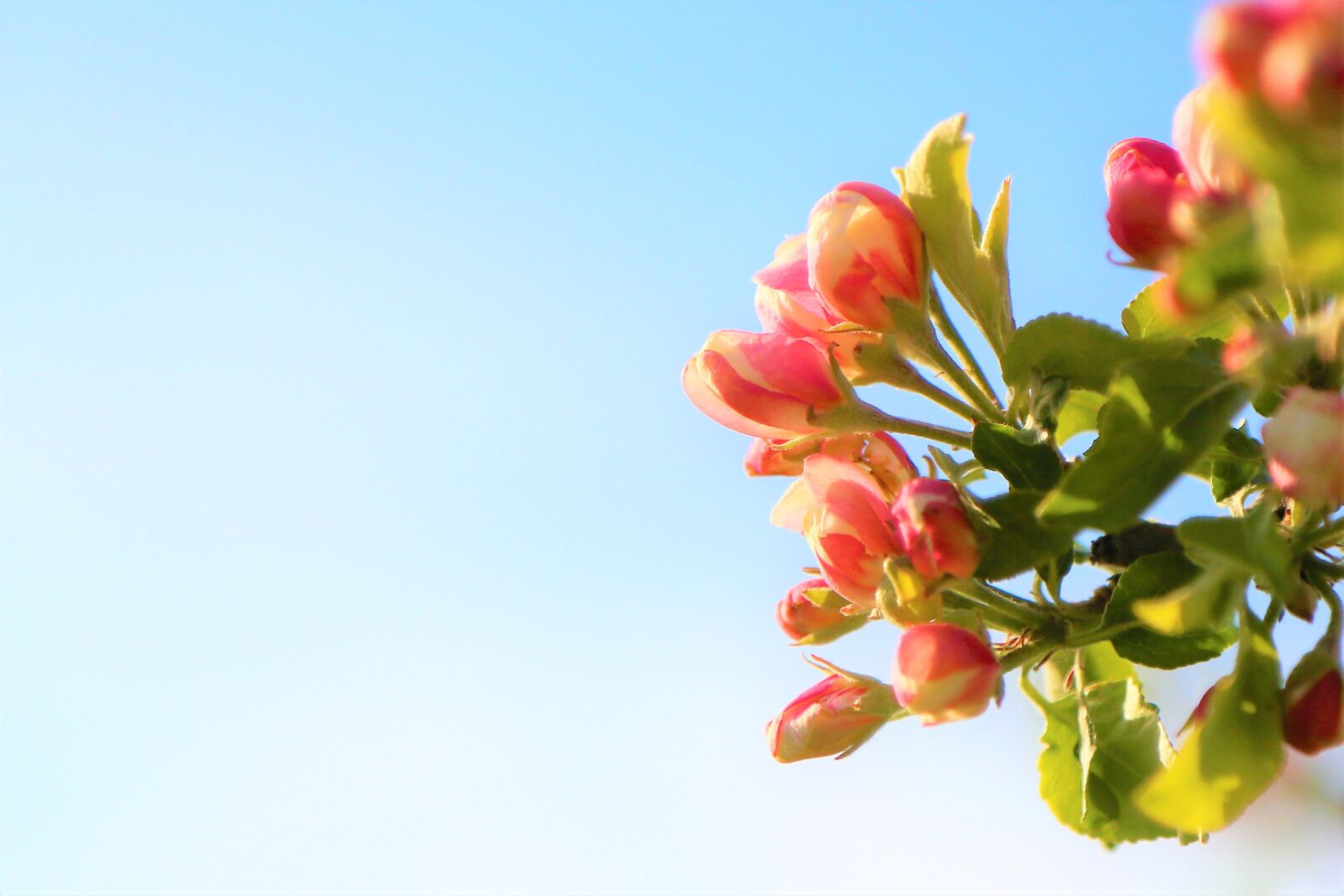 Canon EF 24-105mm F4L IS USM sample photo. Background, flowers, spring photography