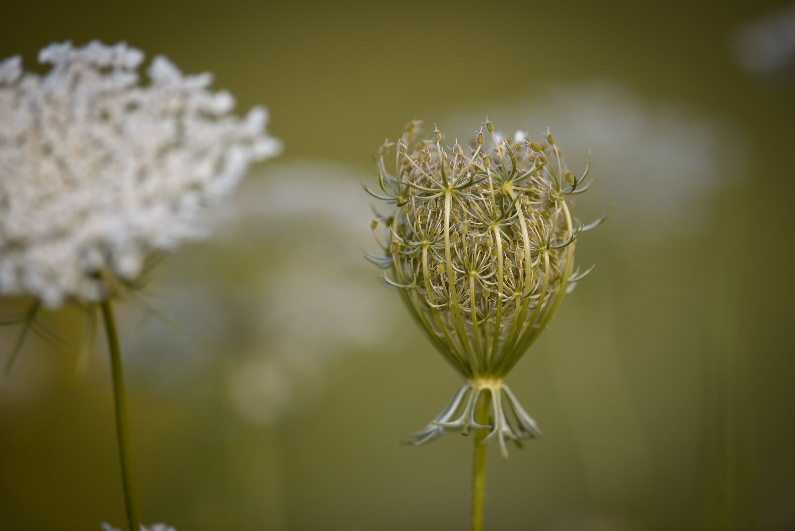 Nikon D750 sample photo. Carrot, wild carrot, plant photography