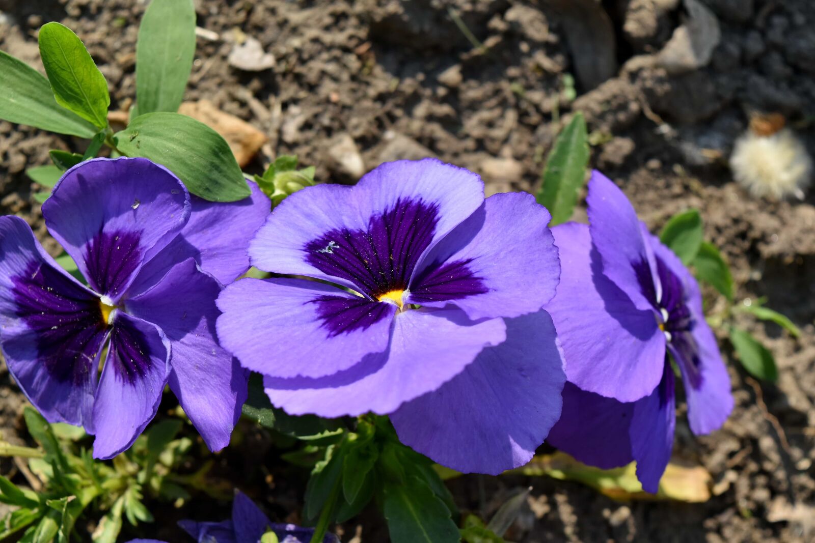 Nikon D5500 sample photo. Plant, garden, flower, leaf photography