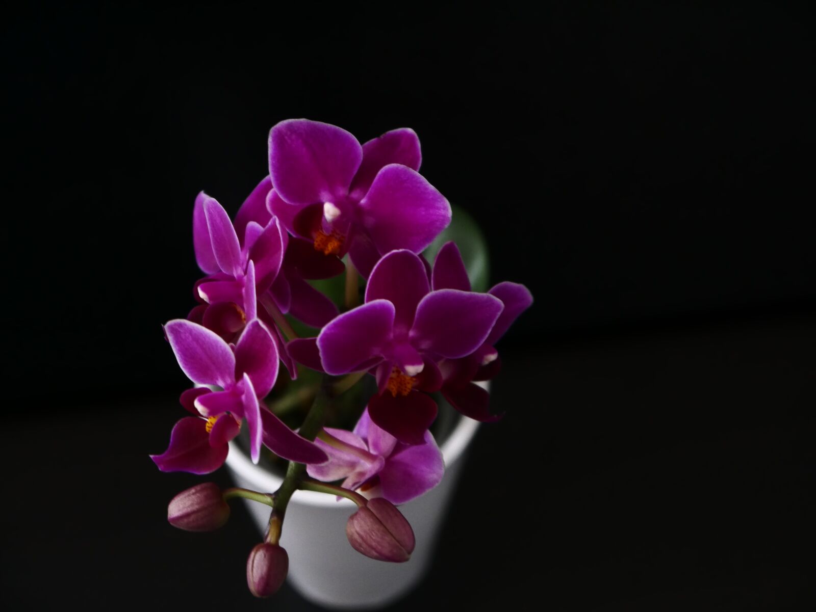 Panasonic DMC-G70 sample photo. Orchid, background, flower photography