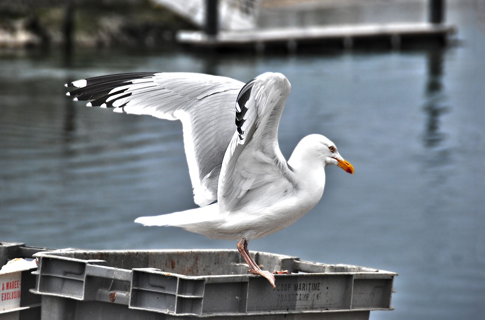 Nikon D80 sample photo. Gull, bird, seabird photography