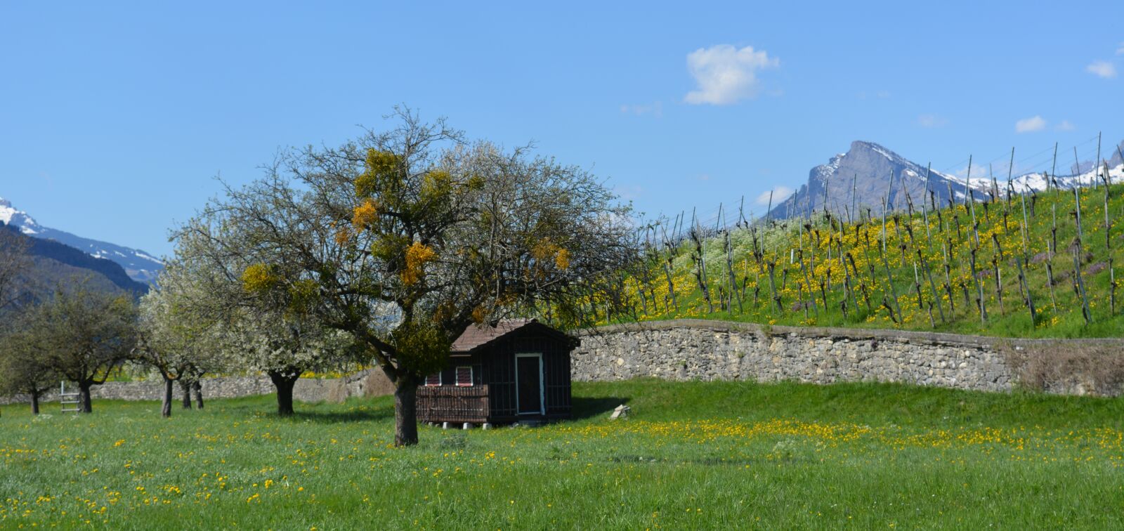 Nikon D5200 sample photo. Landscape, vineyards, vineyard photography