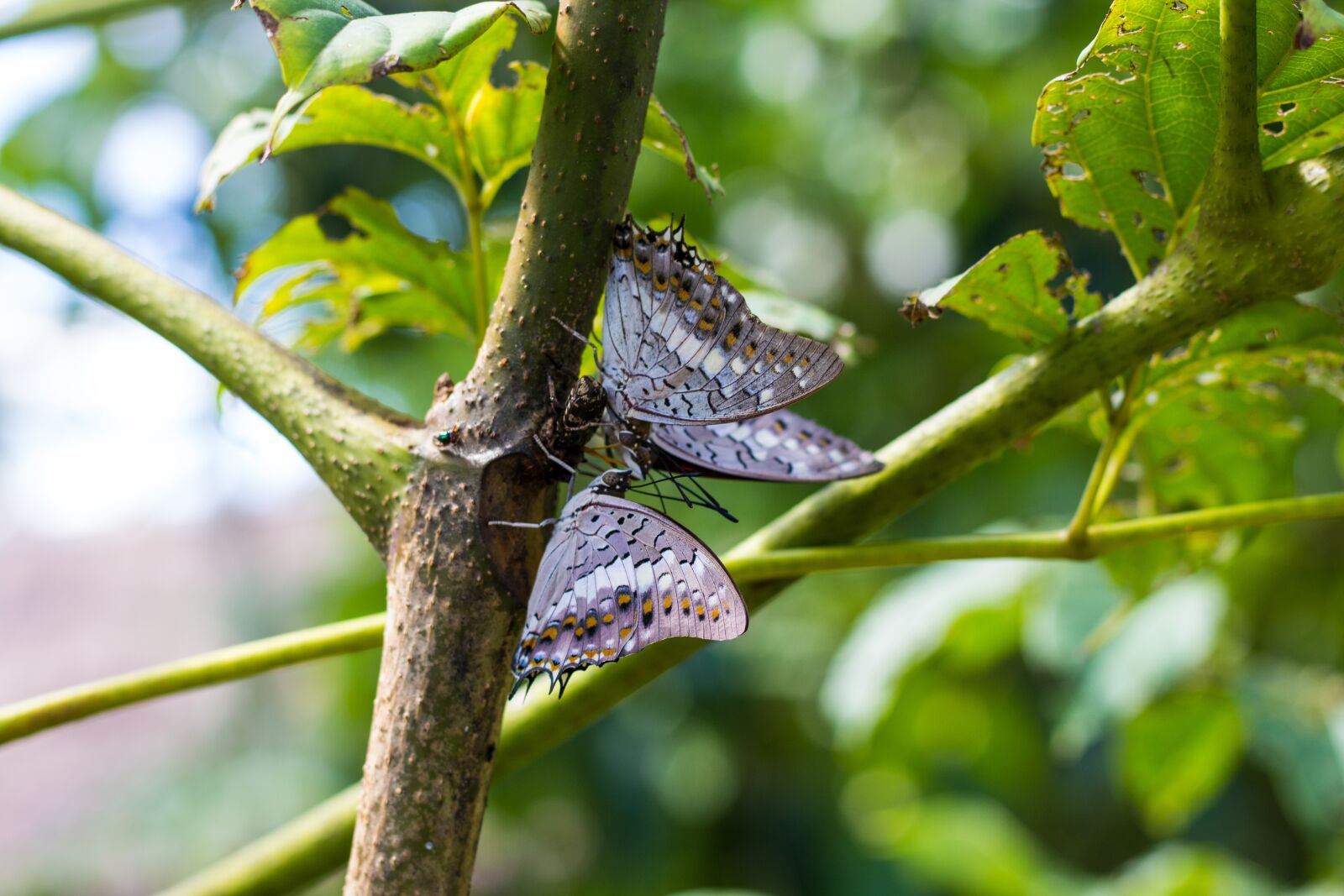 Canon EOS 700D (EOS Rebel T5i / EOS Kiss X7i) + Canon EF 50mm F1.8 STM sample photo. Tree, butterfly, nature photography