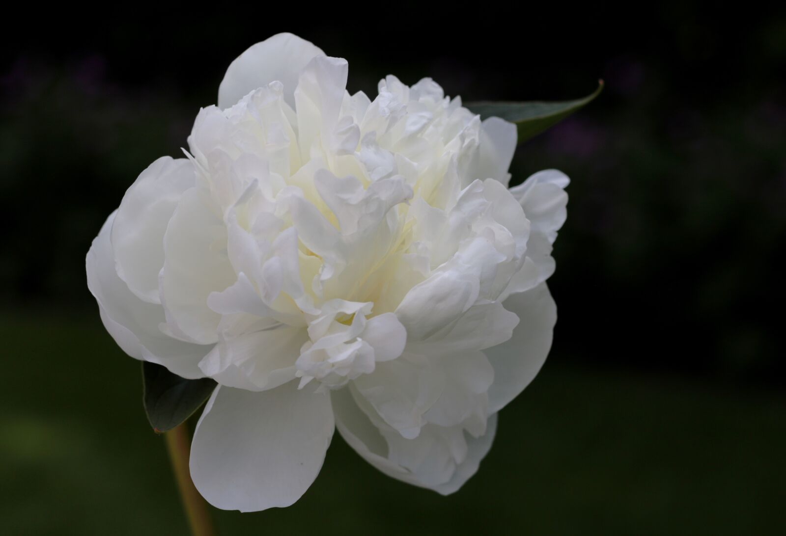 Canon EF 50mm F1.8 STM sample photo. Peony, white, garden photography