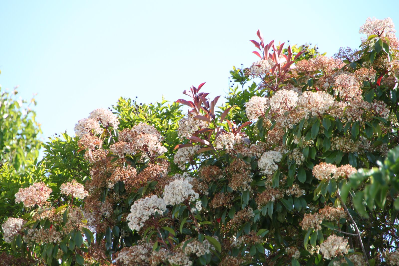 Canon EOS 500D (EOS Rebel T1i / EOS Kiss X3) sample photo. Flower, tree, sky photography