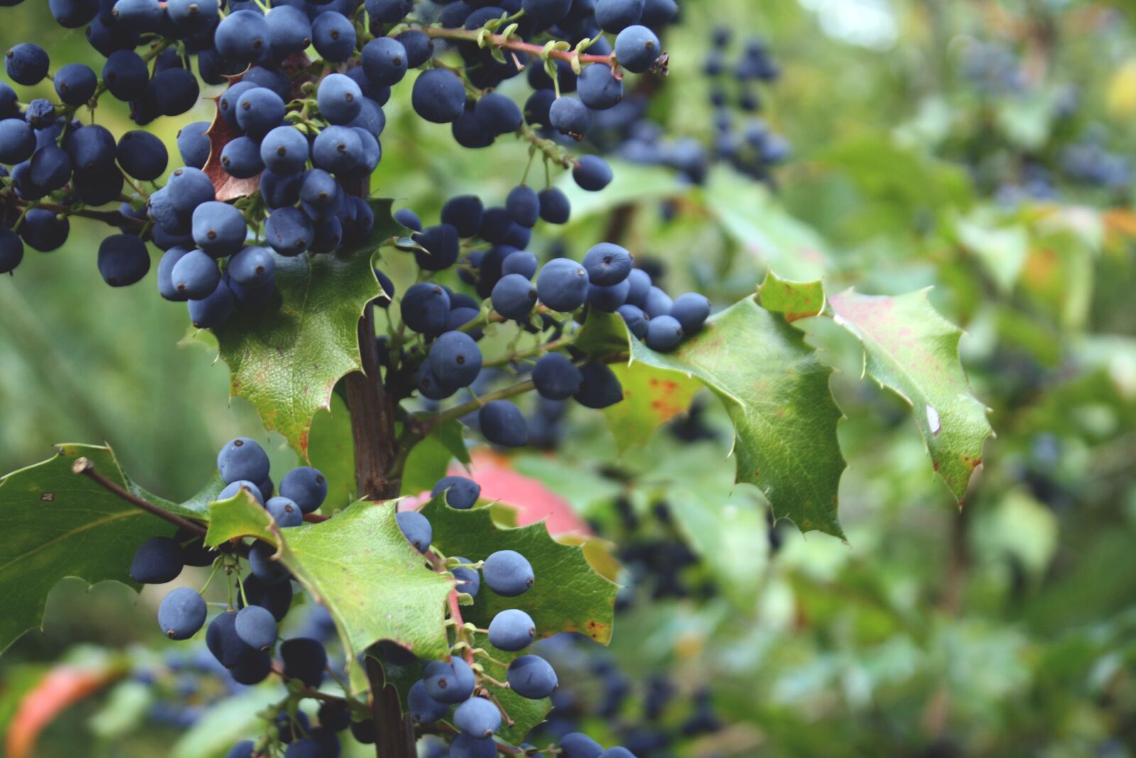 Canon EOS 1000D (EOS Digital Rebel XS / EOS Kiss F) sample photo. Blue, blueberries, fruit photography