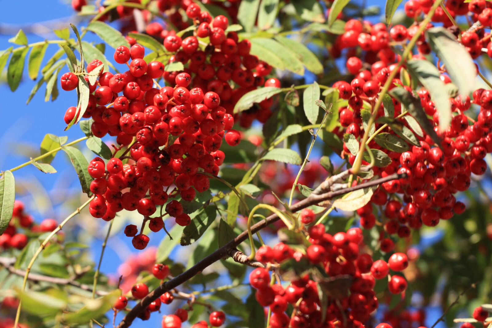 Canon EOS 450D (EOS Rebel XSi / EOS Kiss X2) sample photo. Fruit, rowanberries, nature photography