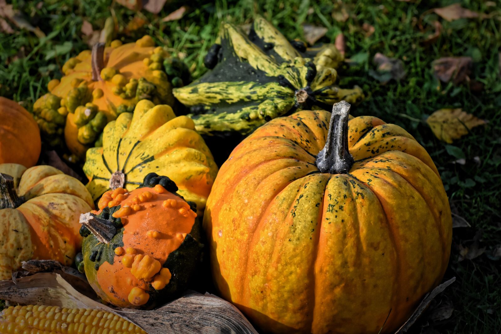 Nikon D7200 sample photo. Pumpkins, colorful, autumn photography
