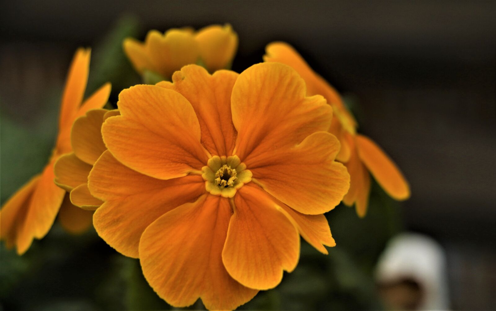 Canon EOS 7D Mark II sample photo. Flower, lily, floral photography