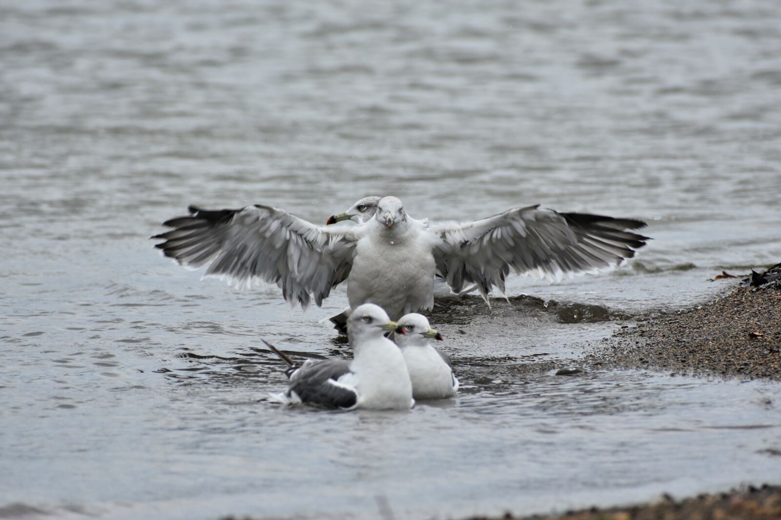 Nikon D7200 sample photo. Animal, sea, beach photography