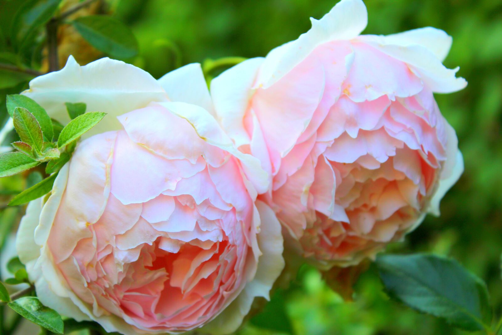 Canon EOS 1200D (EOS Rebel T5 / EOS Kiss X70 / EOS Hi) sample photo. Flower, rose, leaf photography