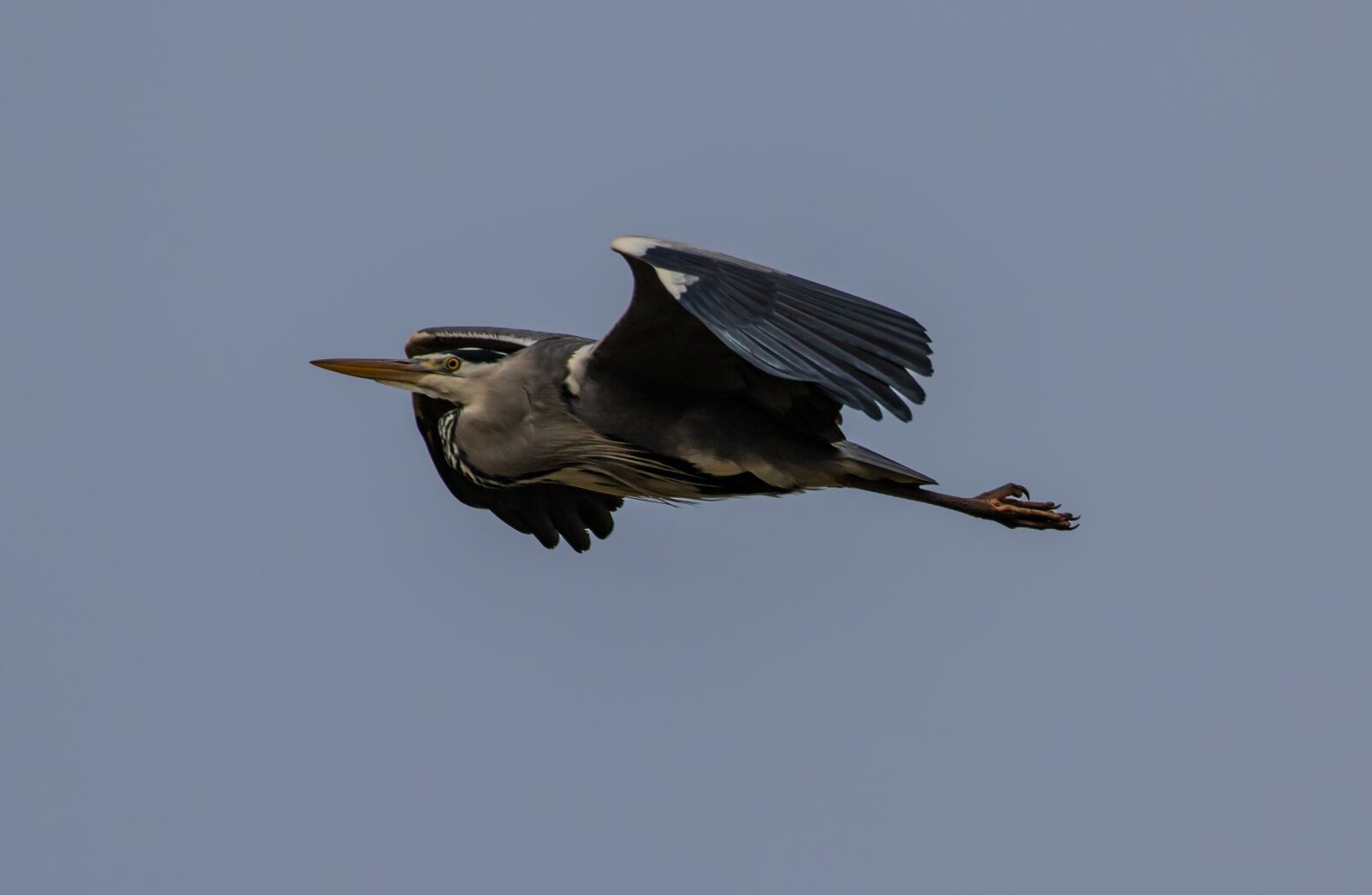 Canon EOS 7D Mark II sample photo. Heron flying, heron, grey photography