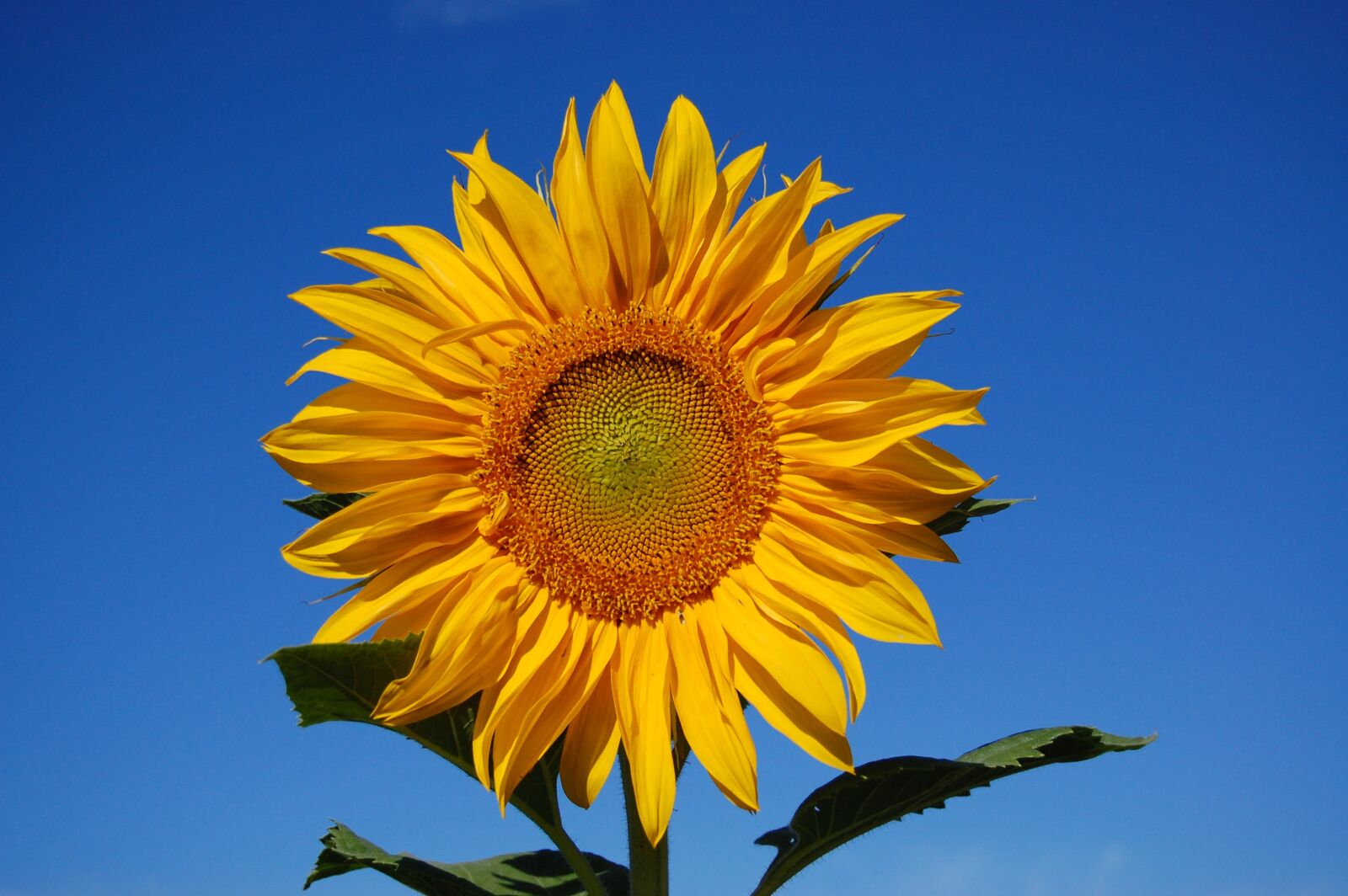 Nikon D40 sample photo. Sunflower, flowers, blue photography