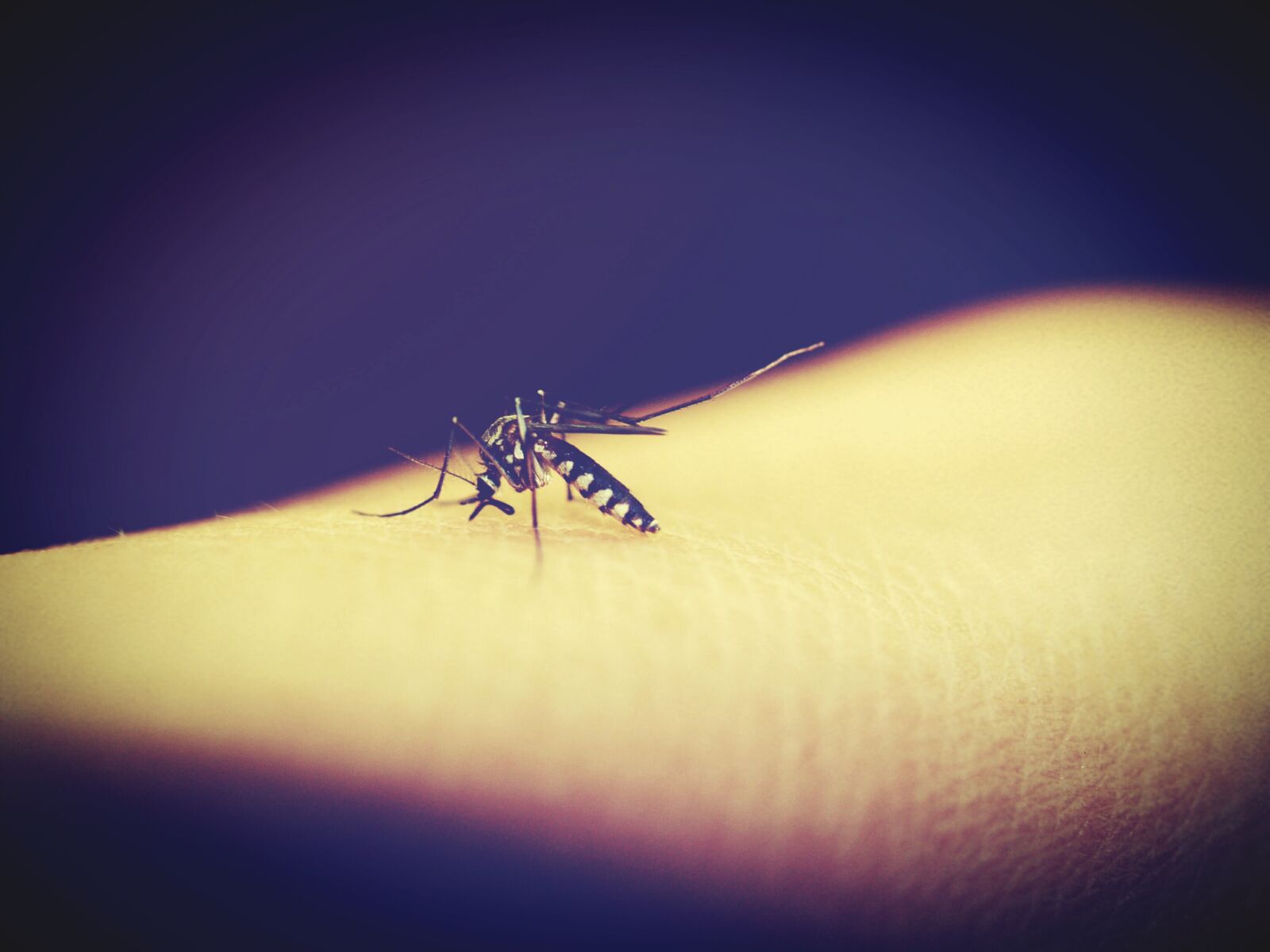 Olympus E-300 (EVOLT E-300) sample photo. Mosquitoe, mosquito, malaria photography