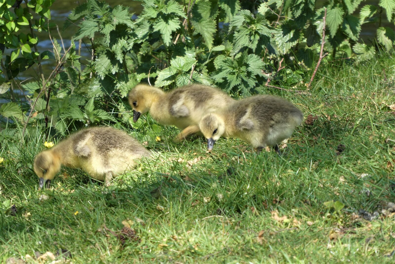 Panasonic Lumix DC-ZS70 (Lumix DC-TZ90) sample photo. Geese, chicks, waterfowl photography