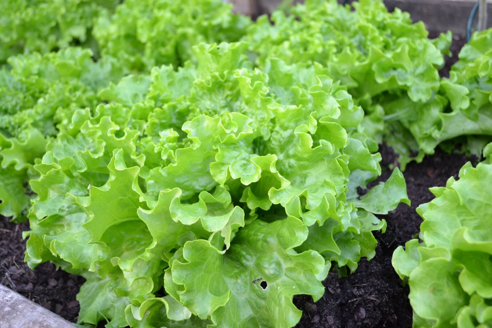 Nikon D3100 sample photo. Batavia, lettuce, green salad photography