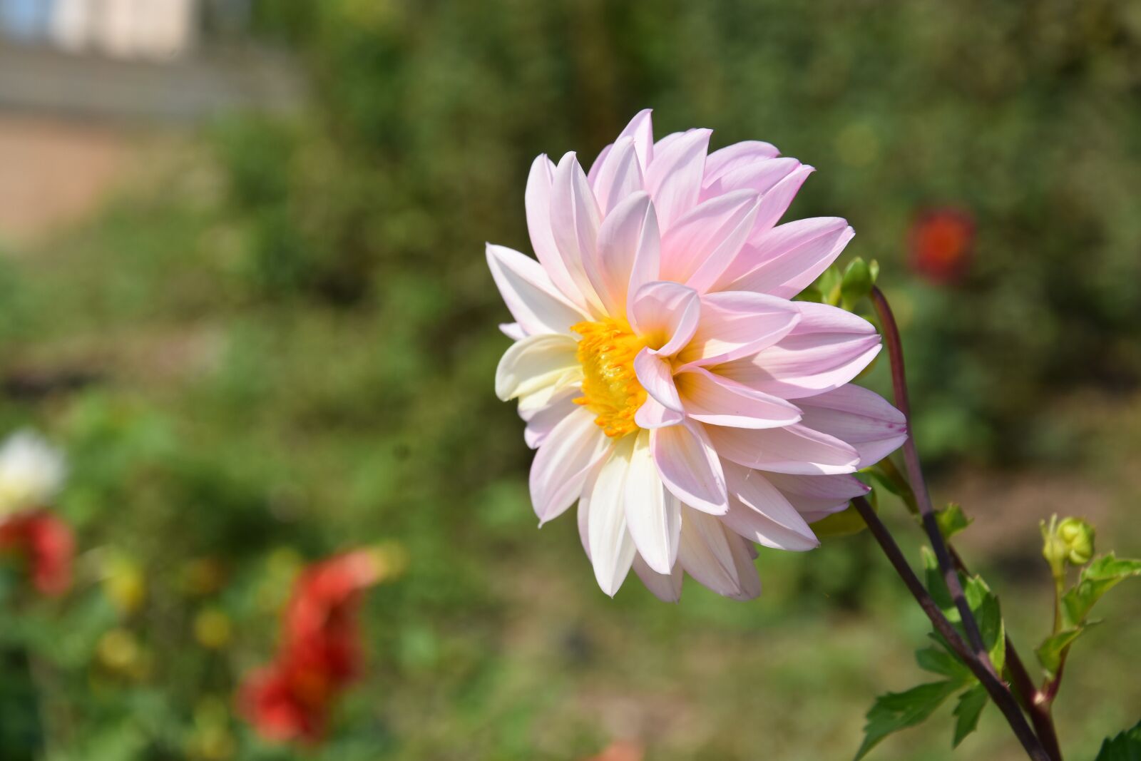 Nikon D7200 sample photo. Flower, nature, dahlia photography