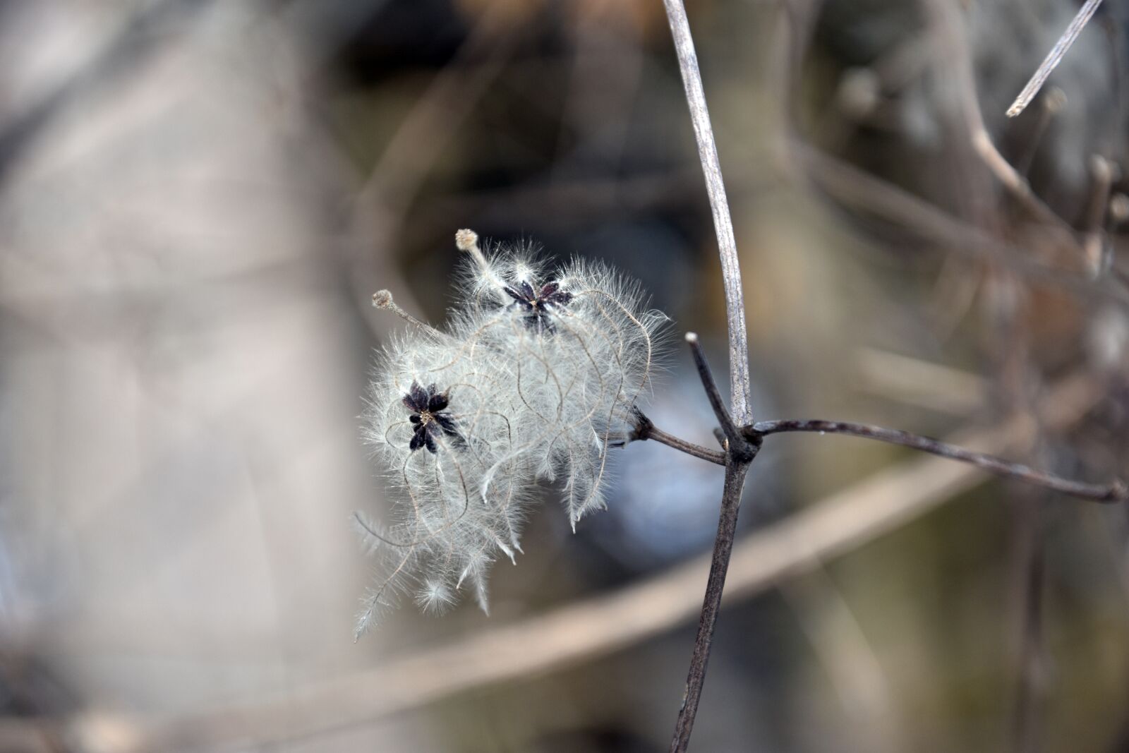 Nikon D3400 sample photo. Nature, frost, spring photography