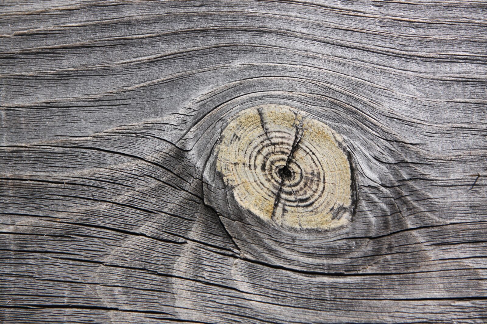 Canon EOS 500D (EOS Rebel T1i / EOS Kiss X3) sample photo. Wood, weather-beaten, wooden photography