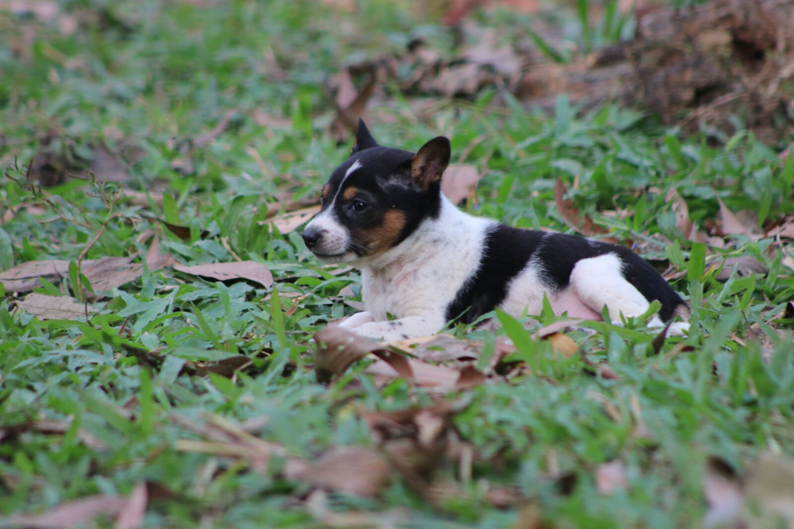 Canon EF75-300mm f/4-5.6 sample photo. Puppy, animal, pet photography
