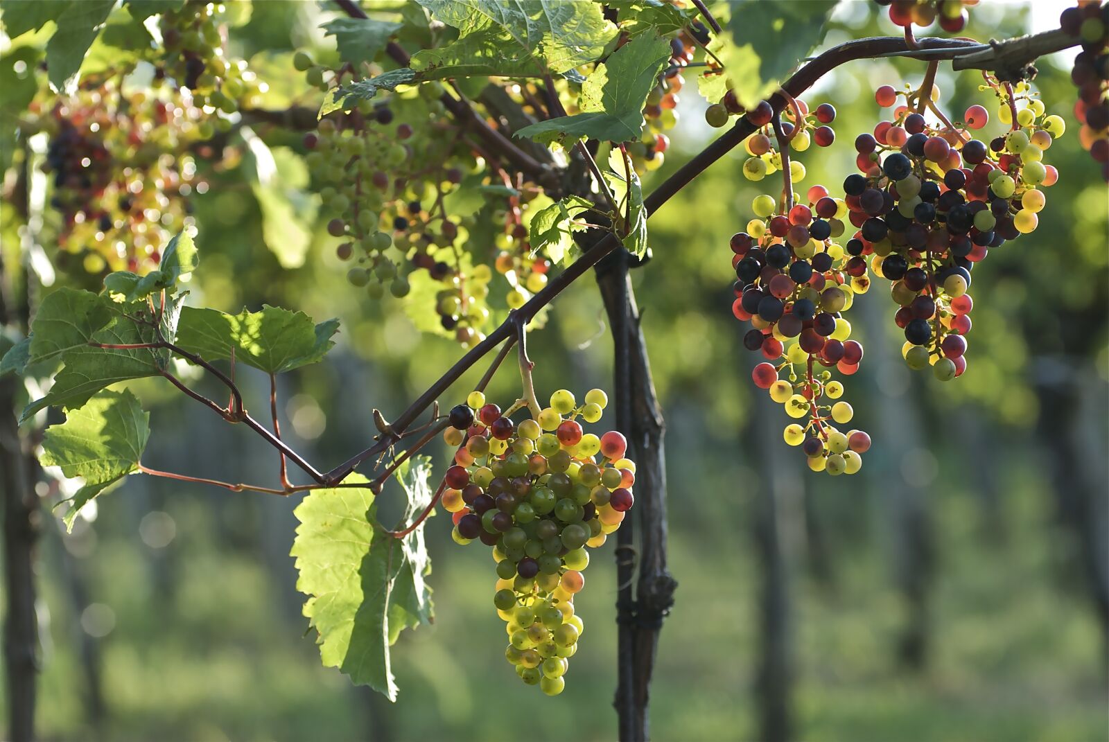 Nikon D200 sample photo. Grapes, in the case photography