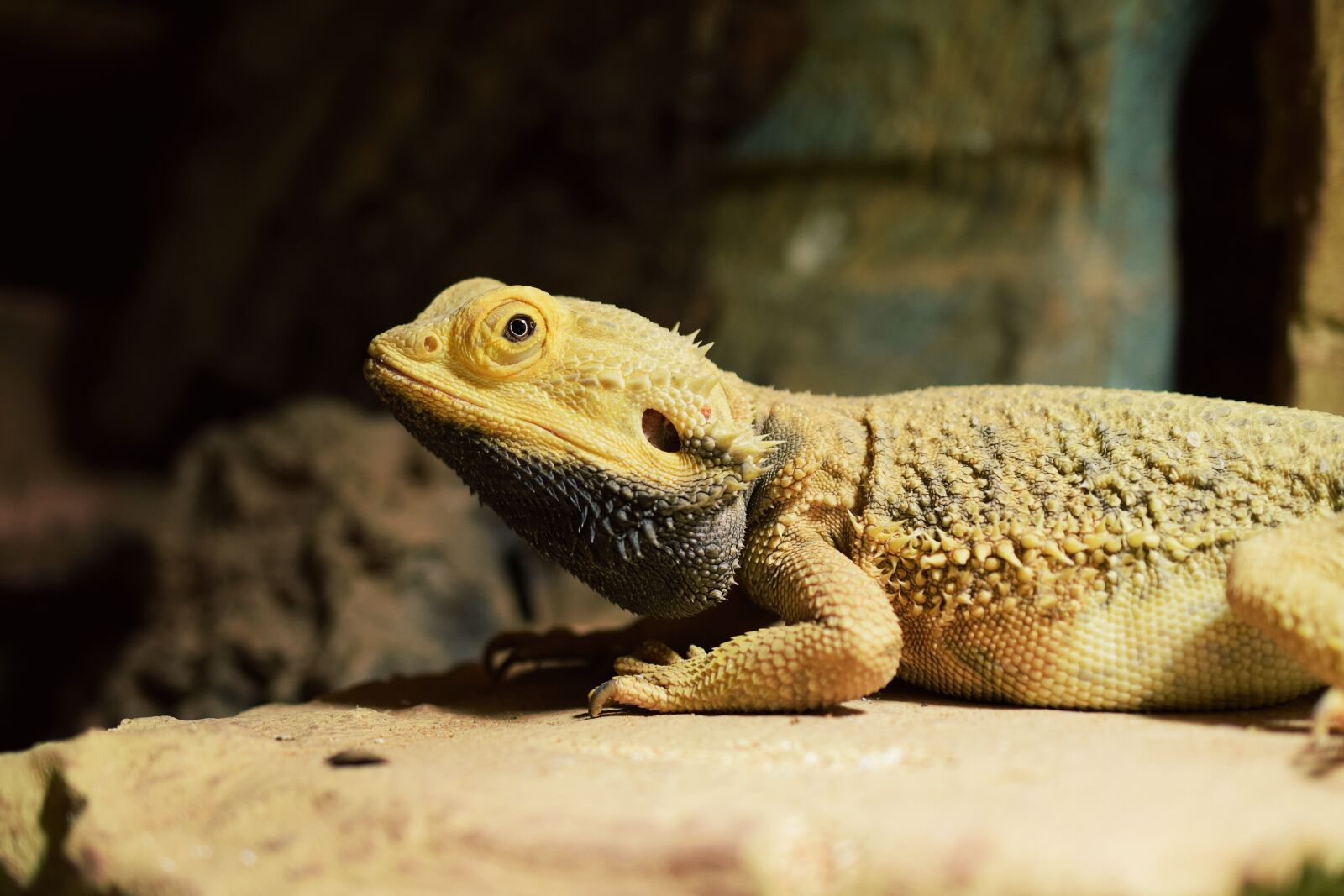 Nikon D5300 sample photo. Bearded dragon, eye, agame photography