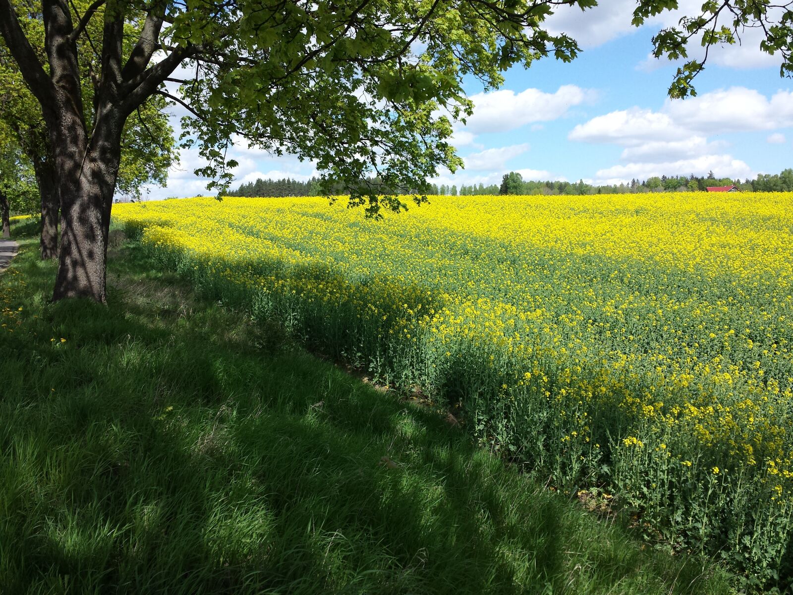 Samsung Galaxy S4 sample photo. Rapeseed, meadow, summer photography