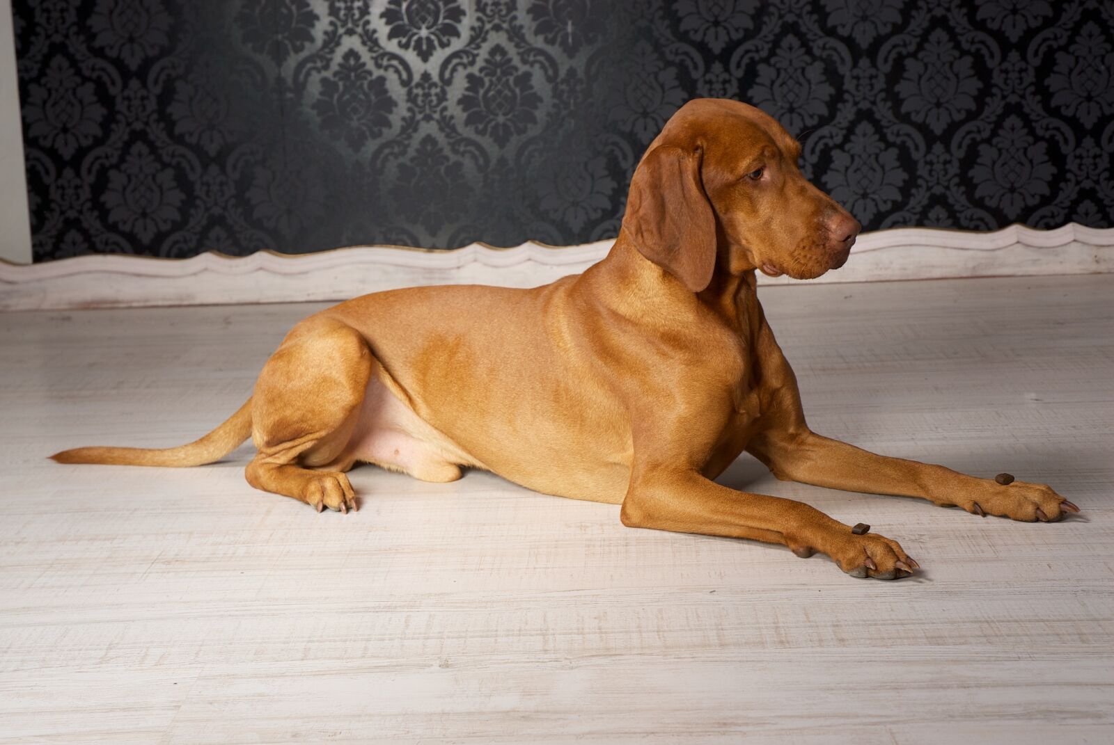 Nikon D200 sample photo. Vizsla, dog, purebred dog photography