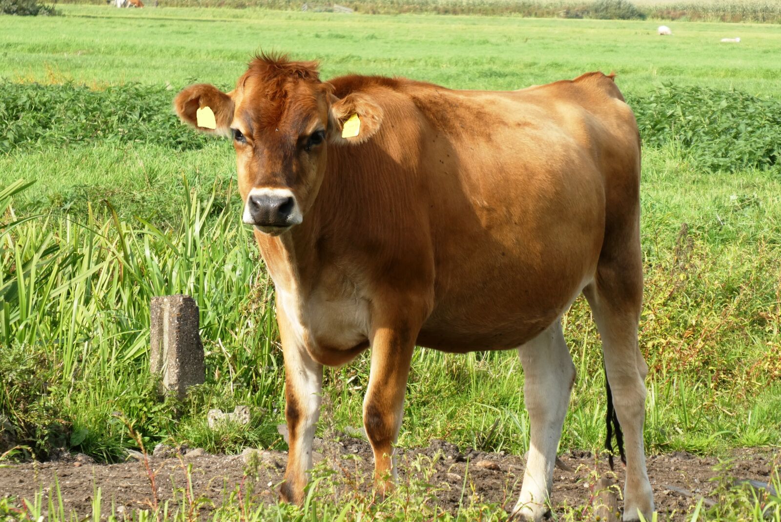 Panasonic Lumix DC-ZS70 (Lumix DC-TZ90) sample photo. Cow, pasture, grass photography