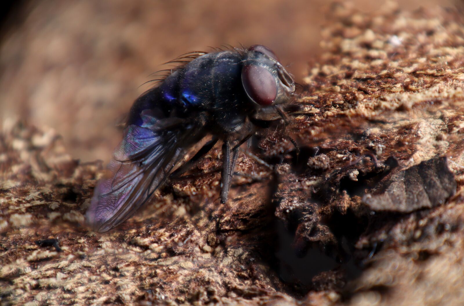 Canon EOS M50 (EOS Kiss M) sample photo. Blue-fly, califóridos, insect photography