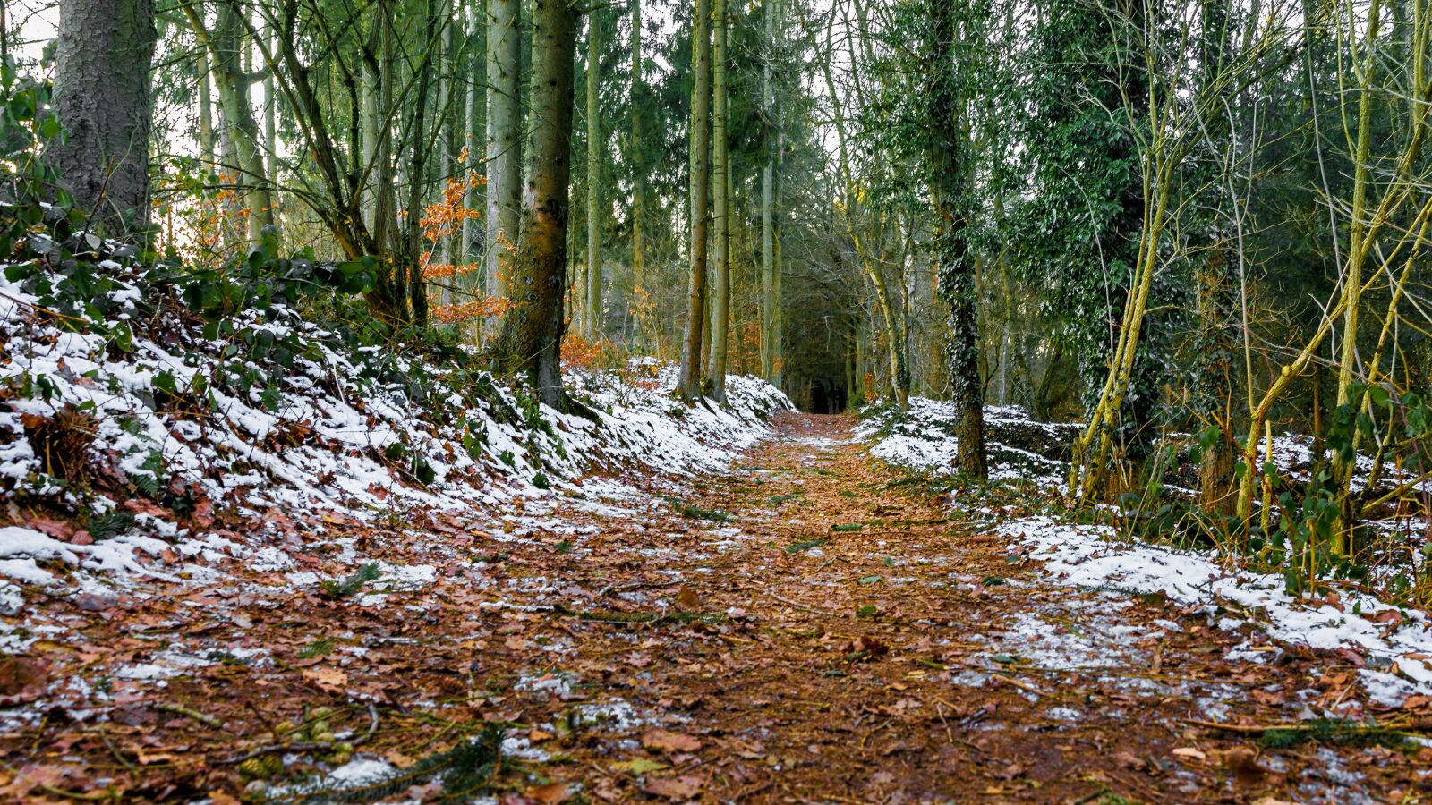 Canon EOS 5D Mark IV sample photo. Forest, forest path, away photography