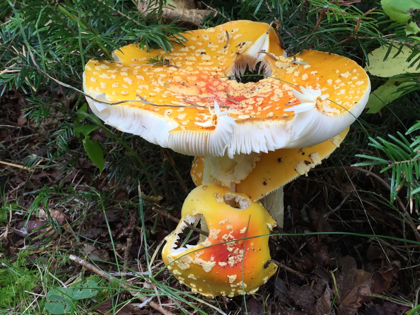 Apple iPhone 6 sample photo. Mushroom, agaric fly, amanita photography