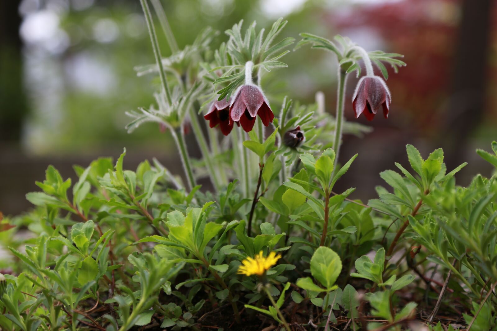 Canon EOS 6D + Canon EF 24-105mm F4L IS USM sample photo. Do mi flower, wildflower photography
